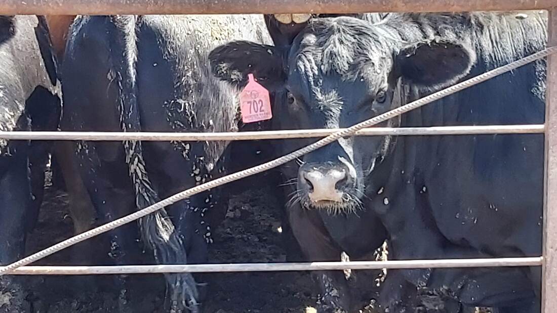 Cattle gathered at Harder Farms
