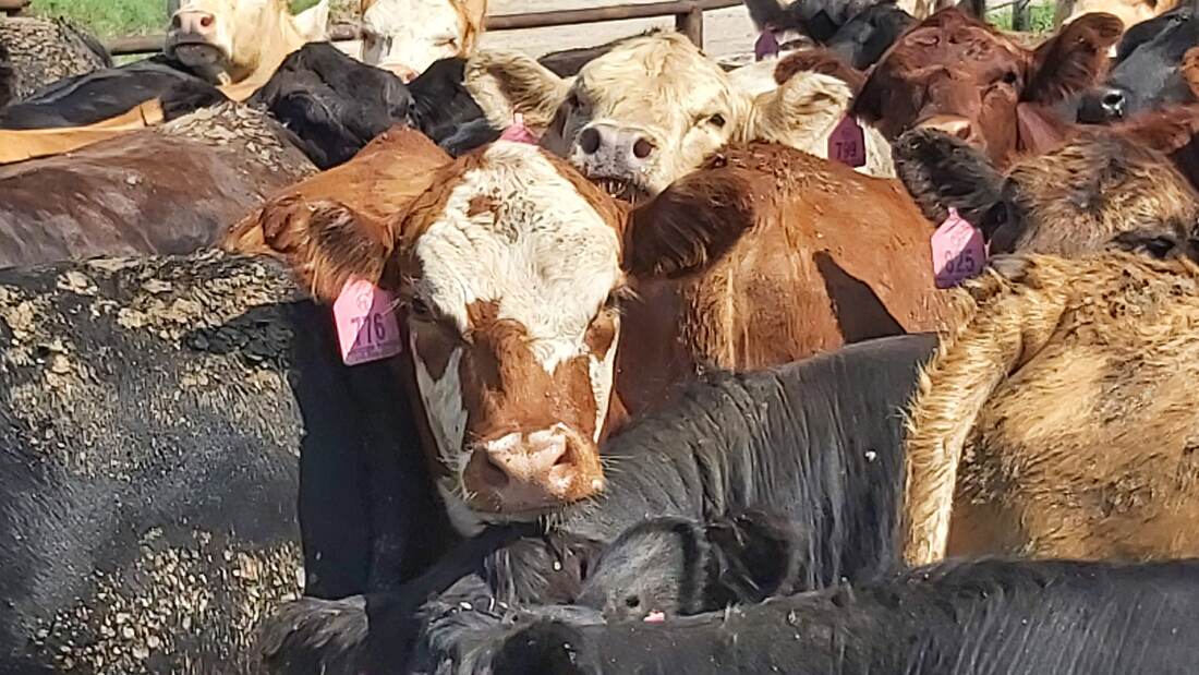 Cattle at the feed bunk