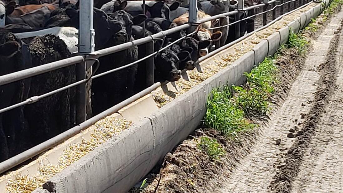 Daily cattle care at Harder Farms