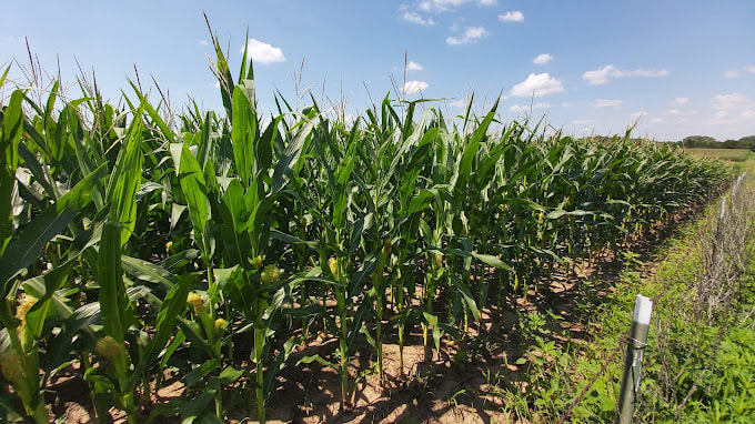A growing corn field at Harder Farms
