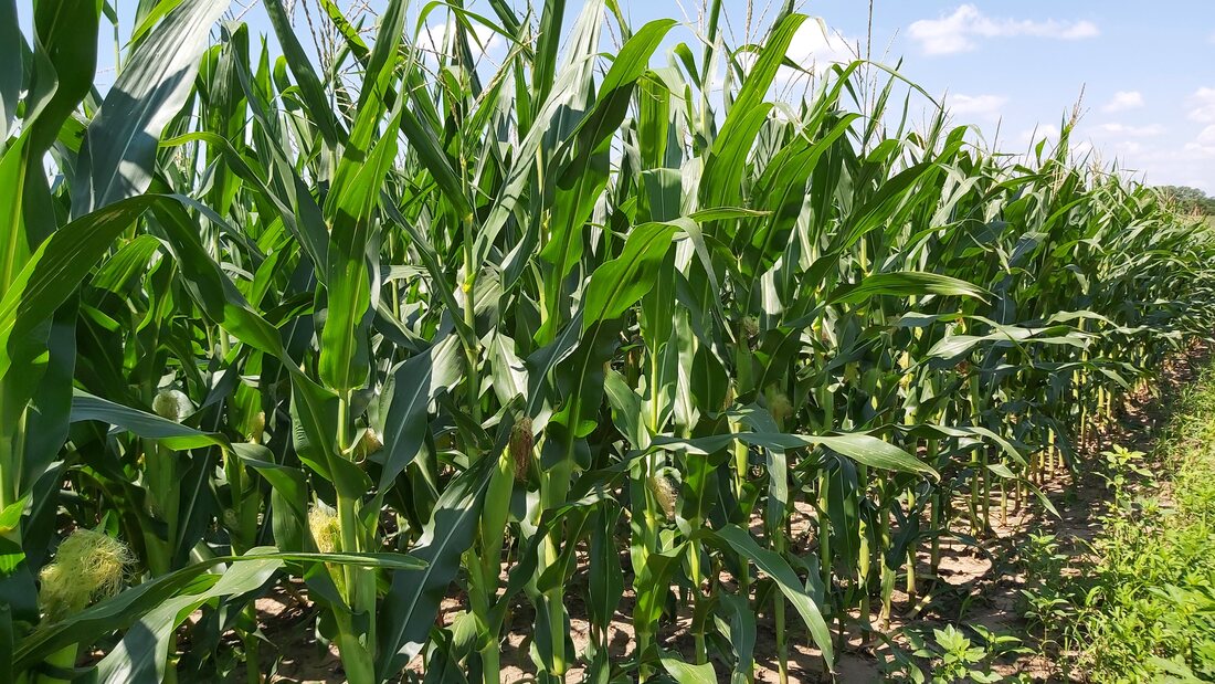 Healthy corn during the growing season