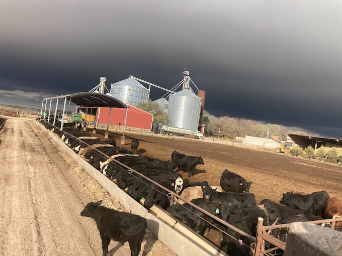 Cattle and facilities during evening chores