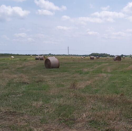 Brome hay at Harder Farms