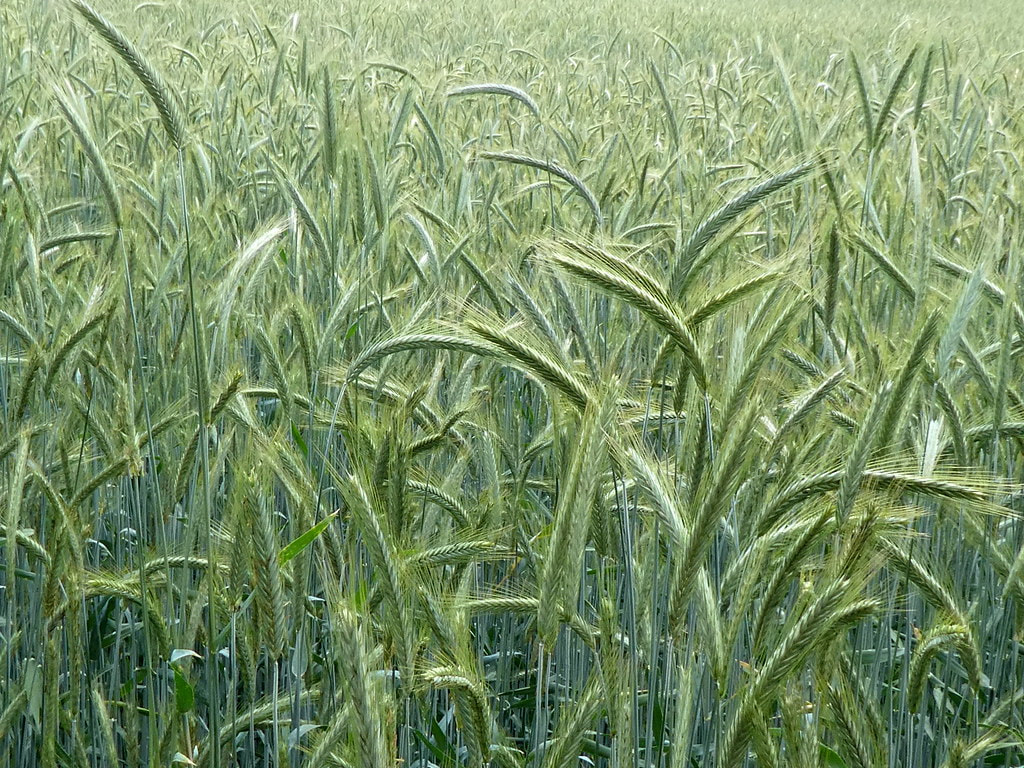 Cereal rye and spring field work