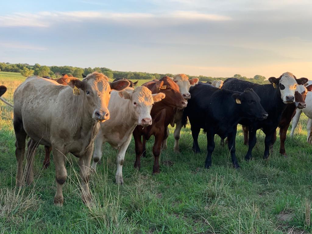 Cattle grazing together at Harder Farms