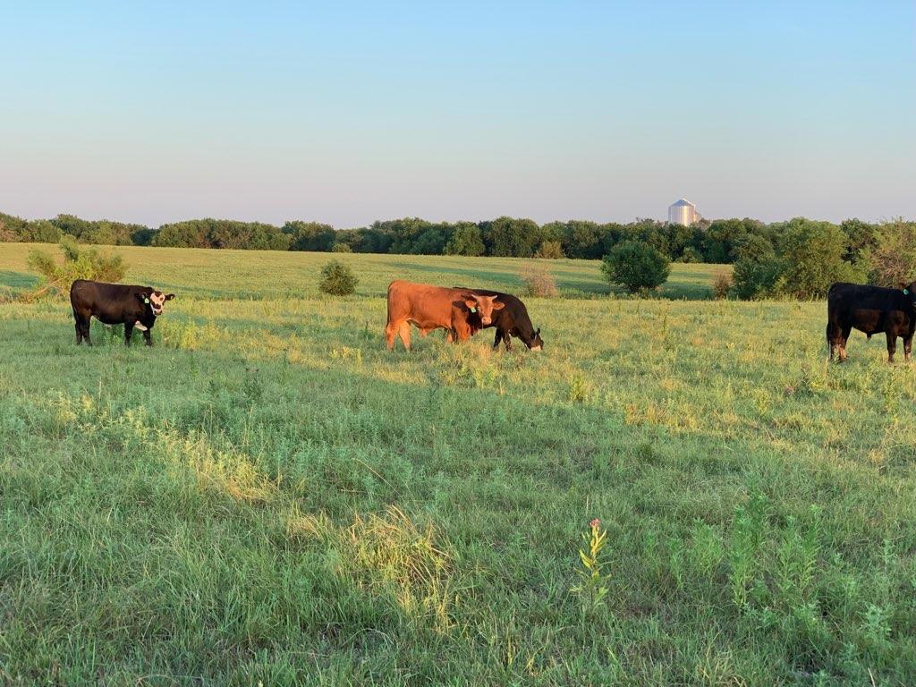 Angus cattle grazing at Harder Farms