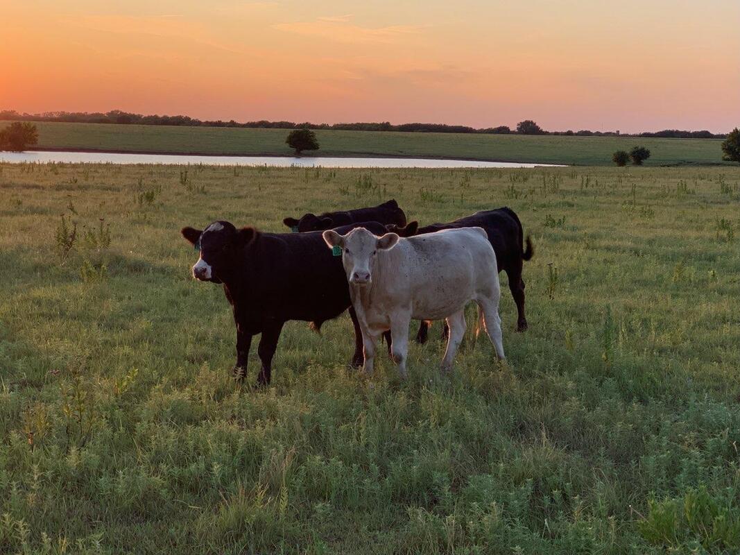 Cattle beneath a Kansas sunset