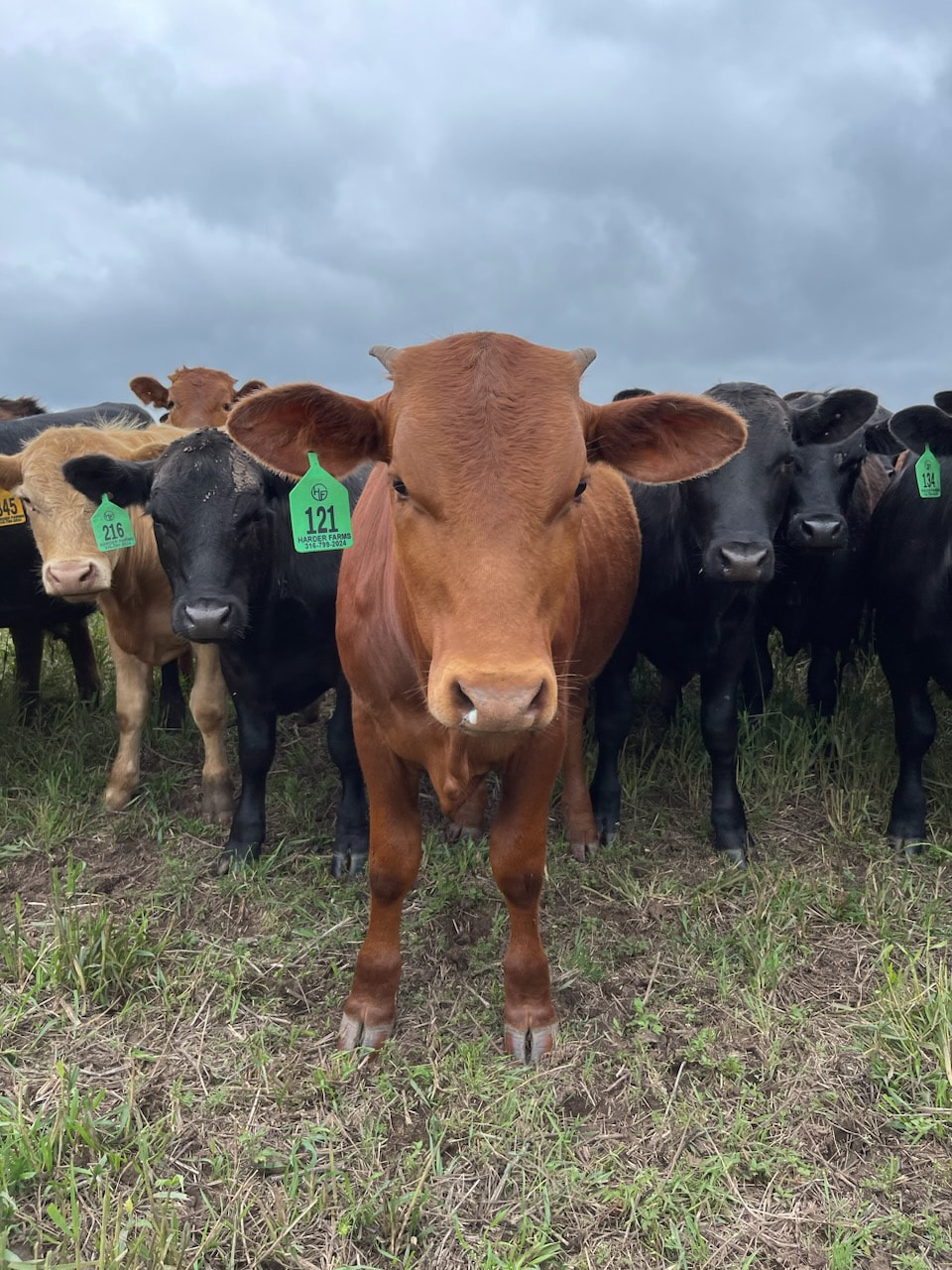 A cow in the pasture at Harder Farms